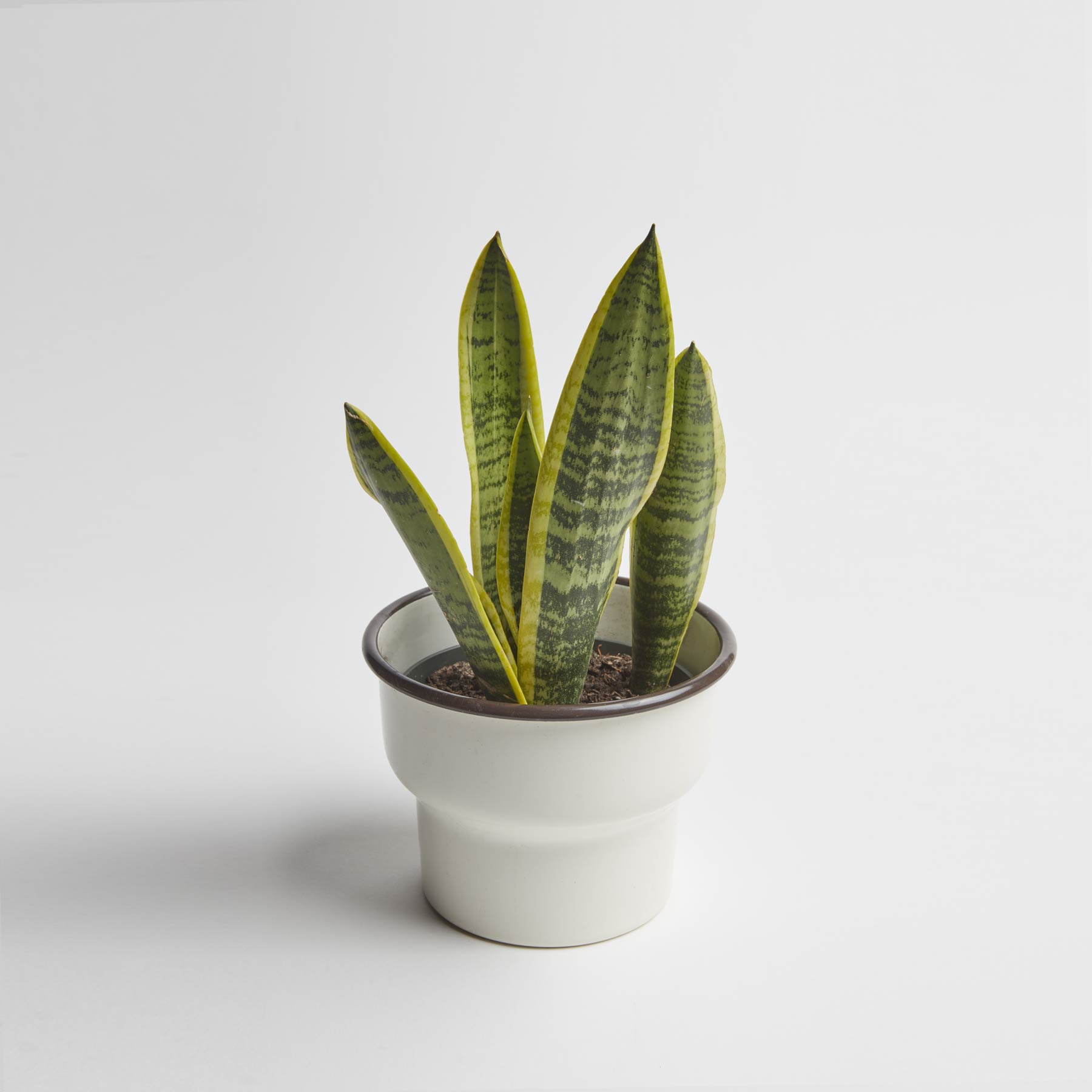 Clementine Clementine is a plantbased, communityrooted Brooklyn